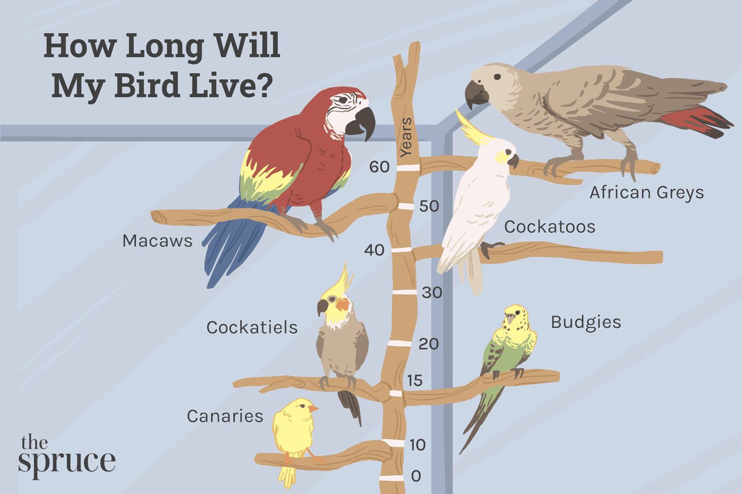 Quanto tempo os papagaios e outras aves vivem?