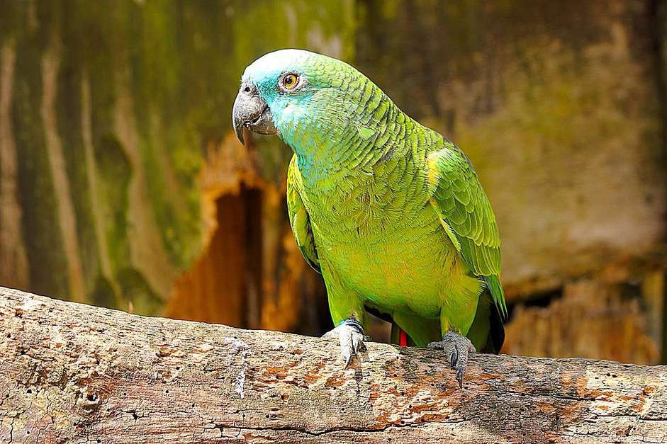 Hur länge lever papegojor och andra fåglar?