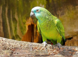 Jak dlouho žijí papoušci a jiní ptáci?