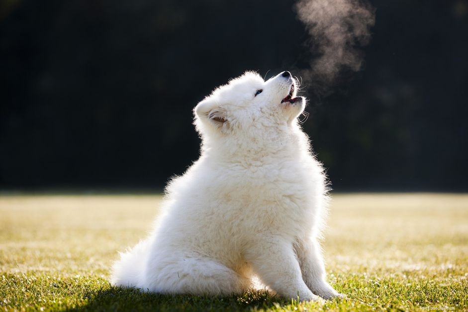 The Reasons Why Dogs Howl