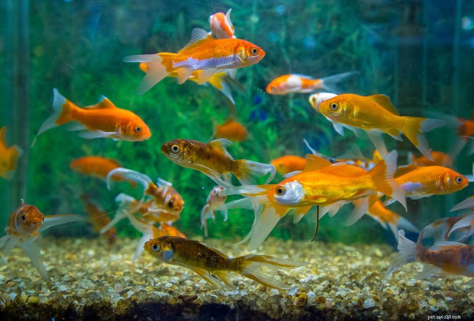 Hoe en waarom je een nieuw aquarium moet zaaien