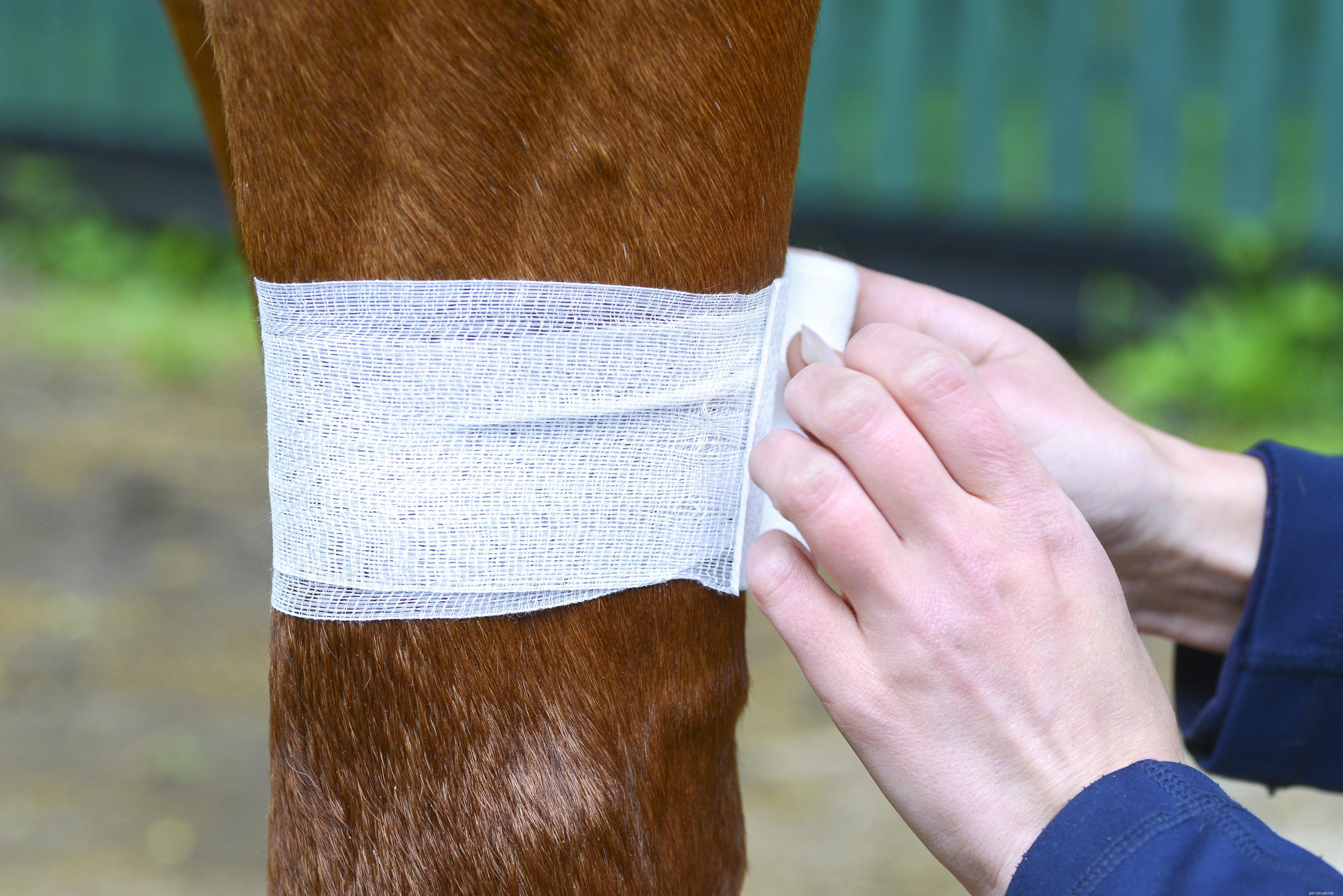 Лечение легких ран лошади