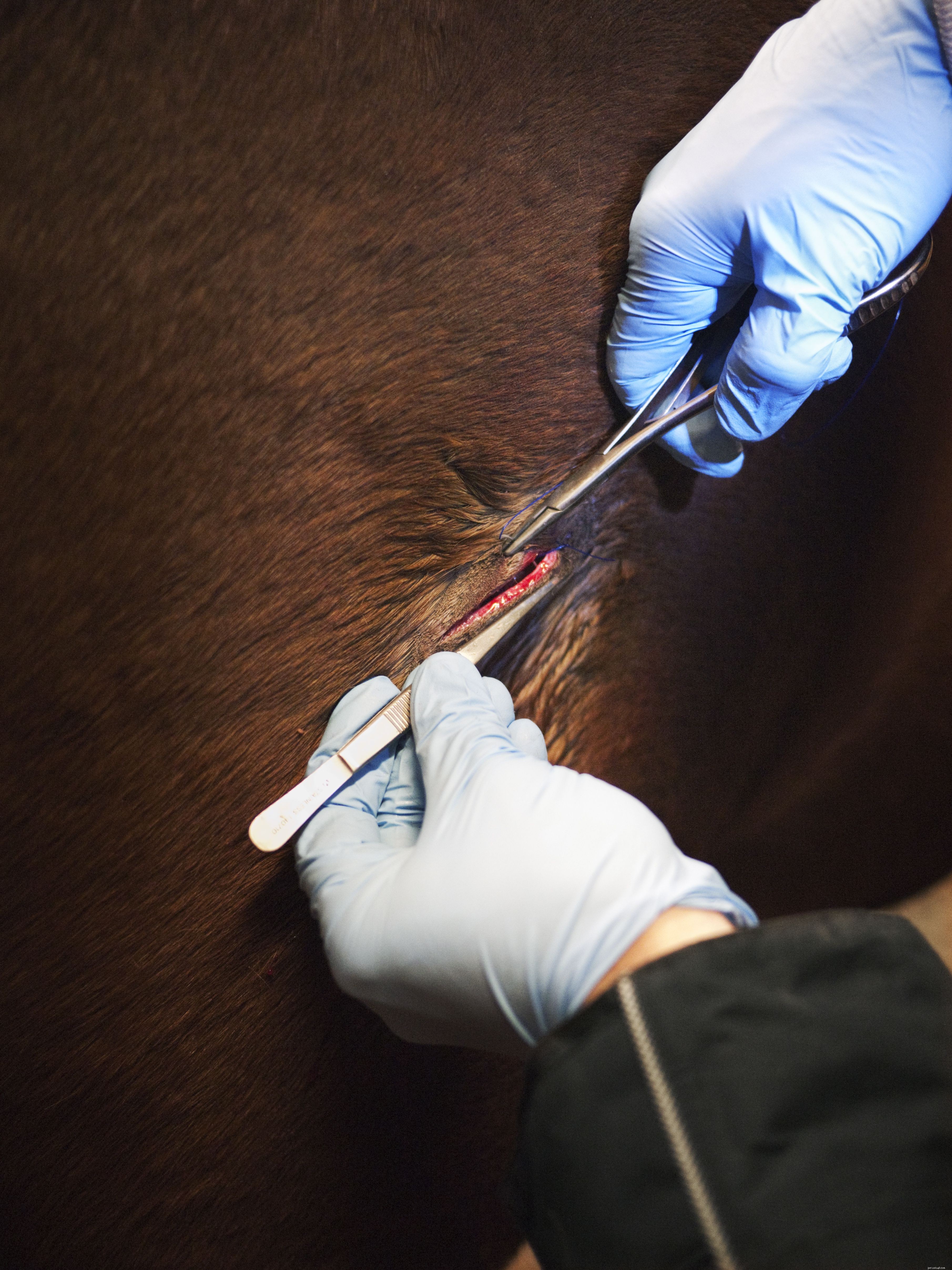 軽度の馬の傷の治療 