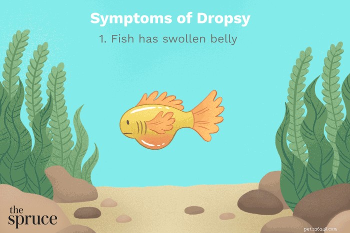 Dropsy in Aquarium Fish