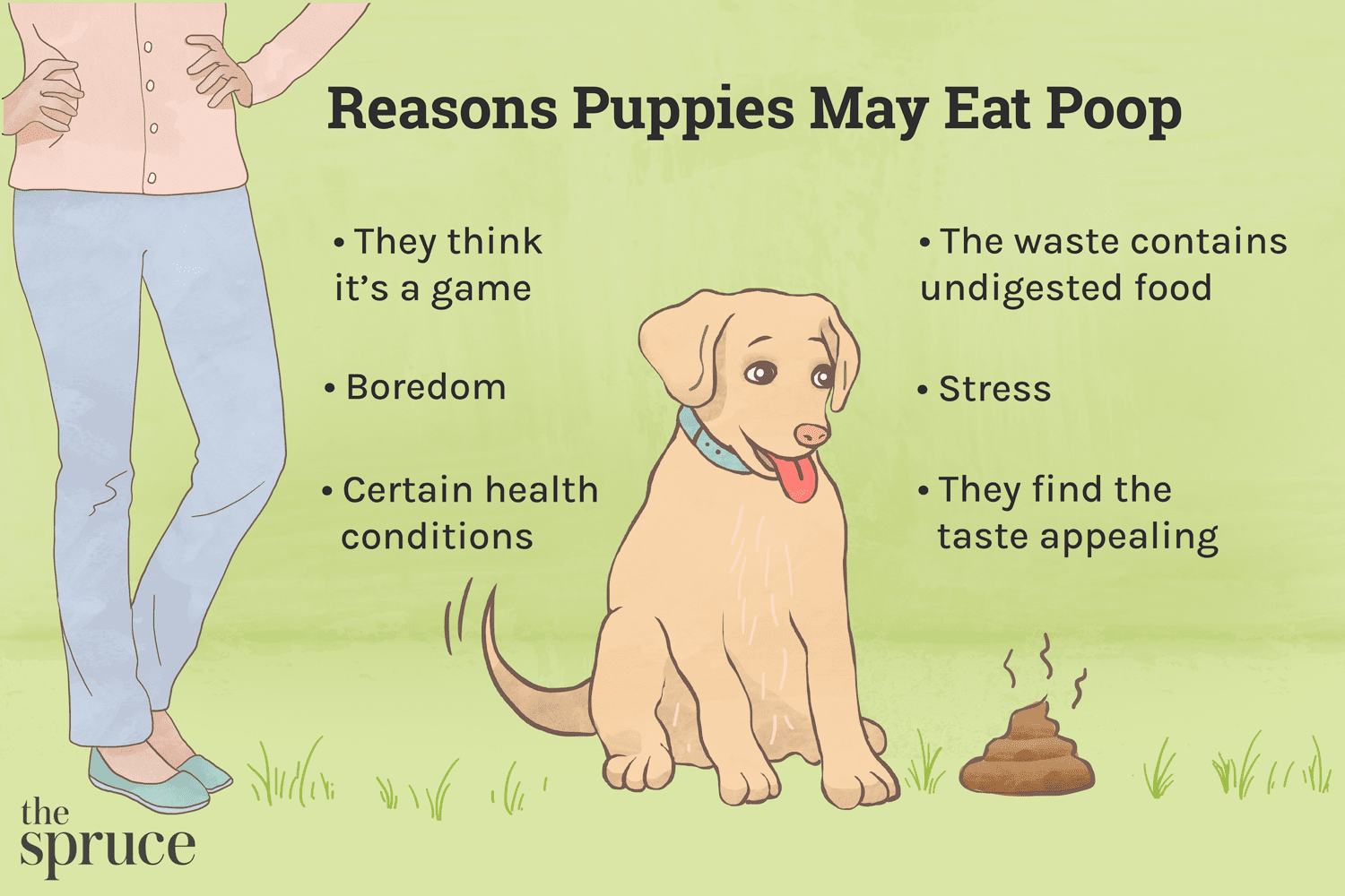 あなたの子犬がうんちを食べるのを止める方法 