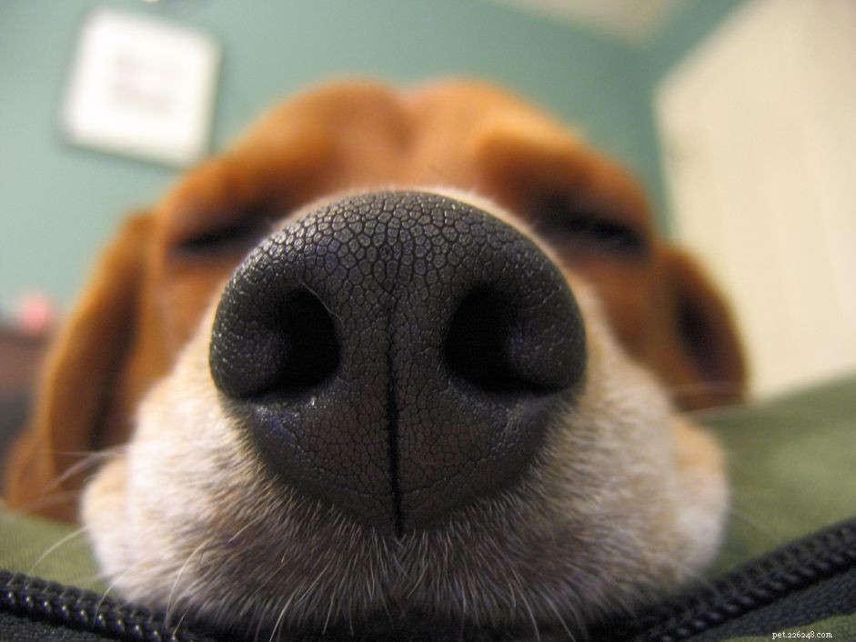 Fantastiska fakta om en hunds luktsinne