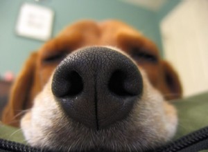 犬の匂いの感覚についての驚くべき事実 