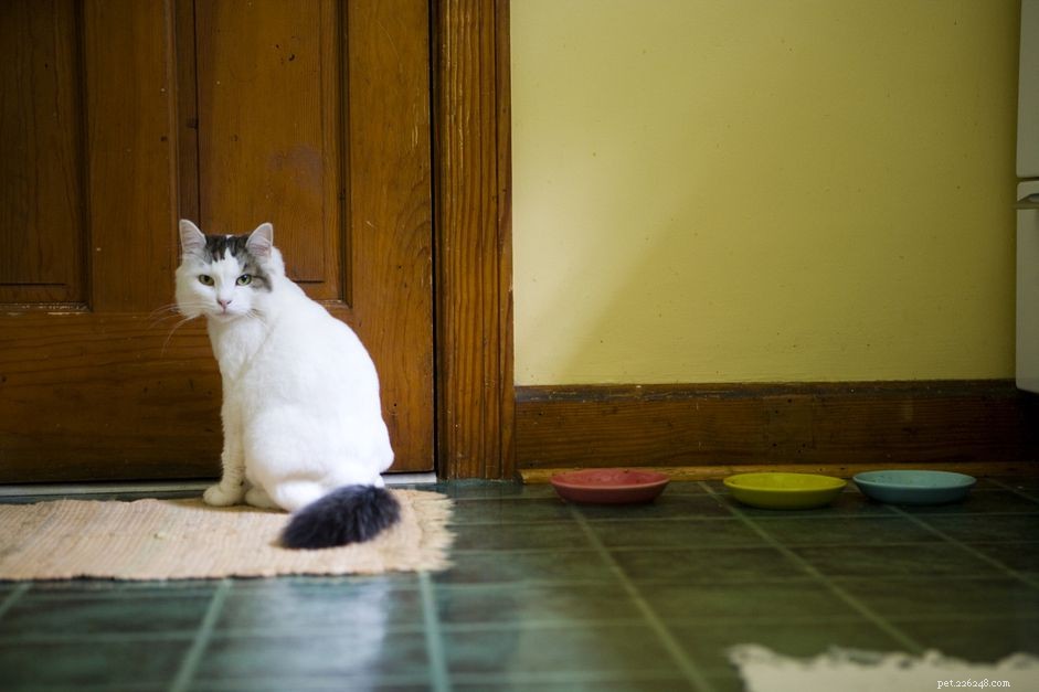 Hoe te voorkomen dat katten poepen op tapijten