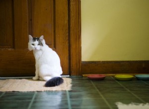 Jak zabránit kočkám v kakání na koberečky