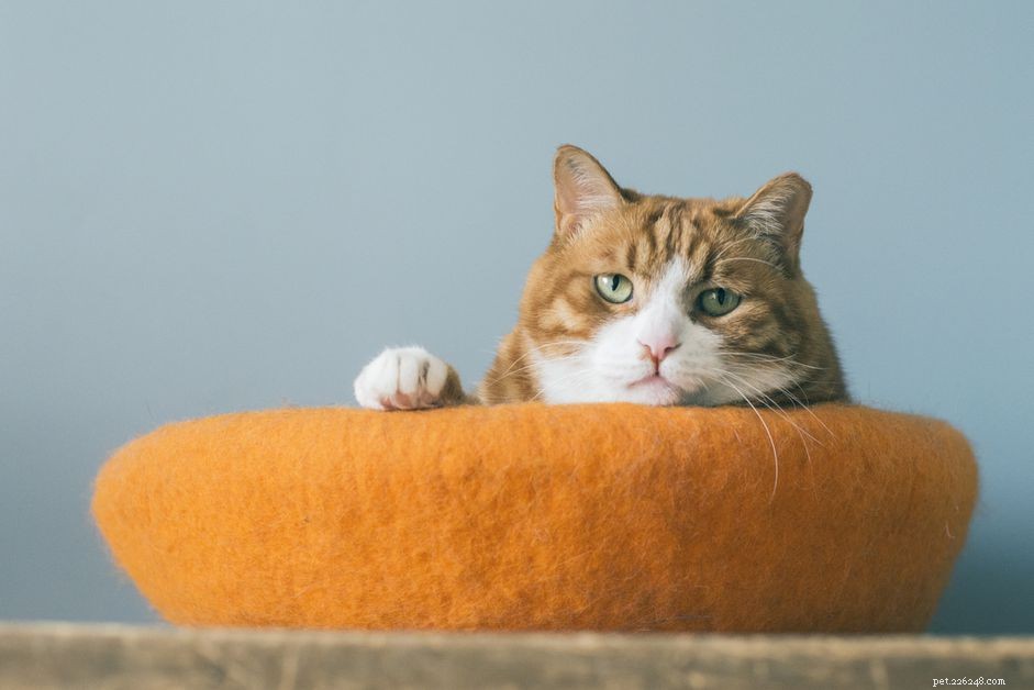 19 nomi di gatti arancioni