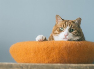 19個のオレンジ色の猫の名前 