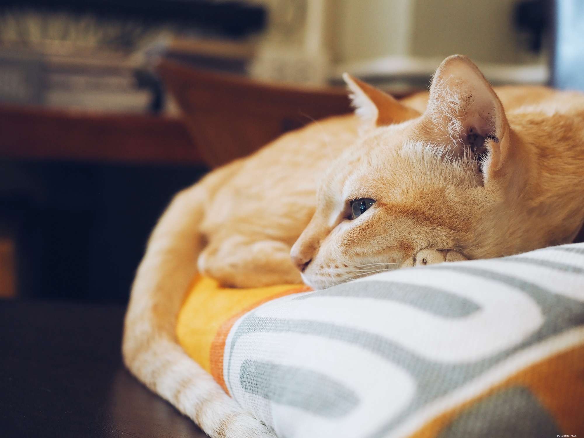 19 jmen oranžových koček