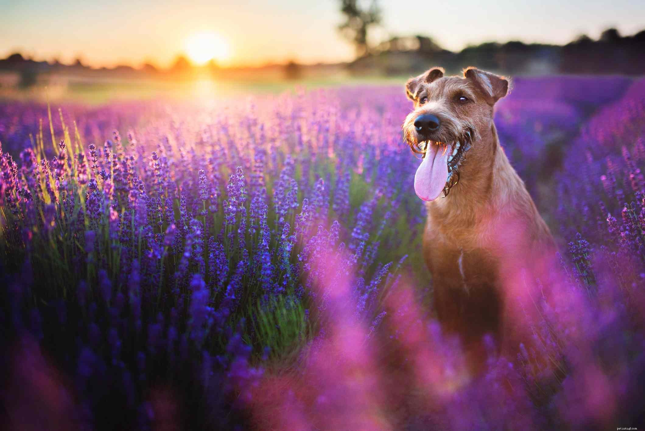 17 noms de chiens de fleurs