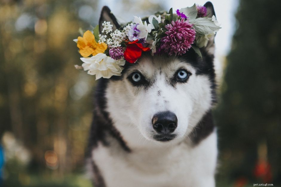 17 nomi di cani fiore