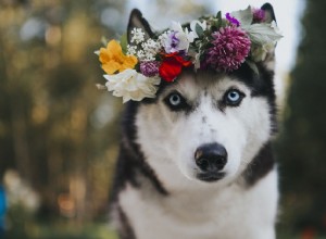 17 jmen květinových psů