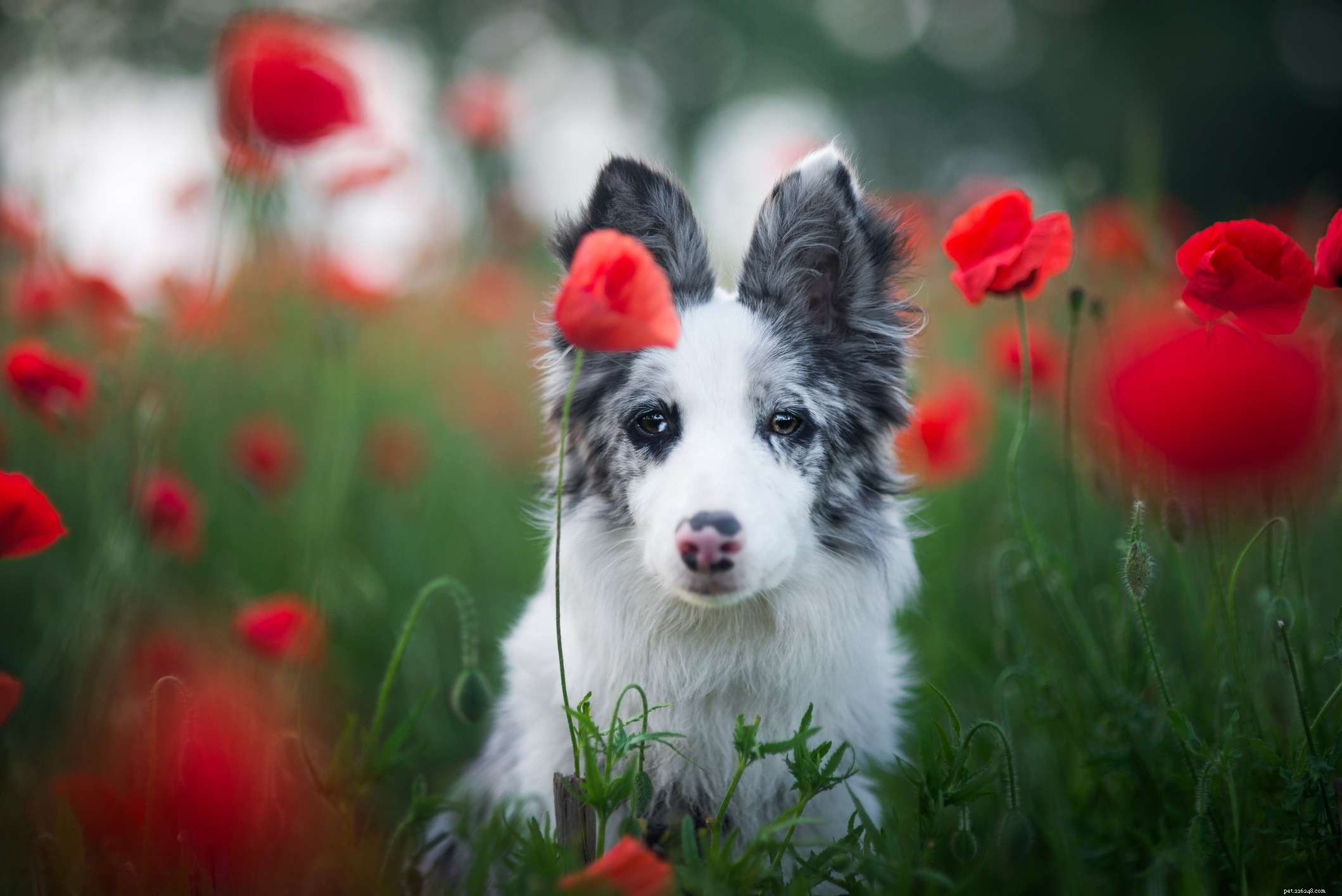 17 jmen květinových psů