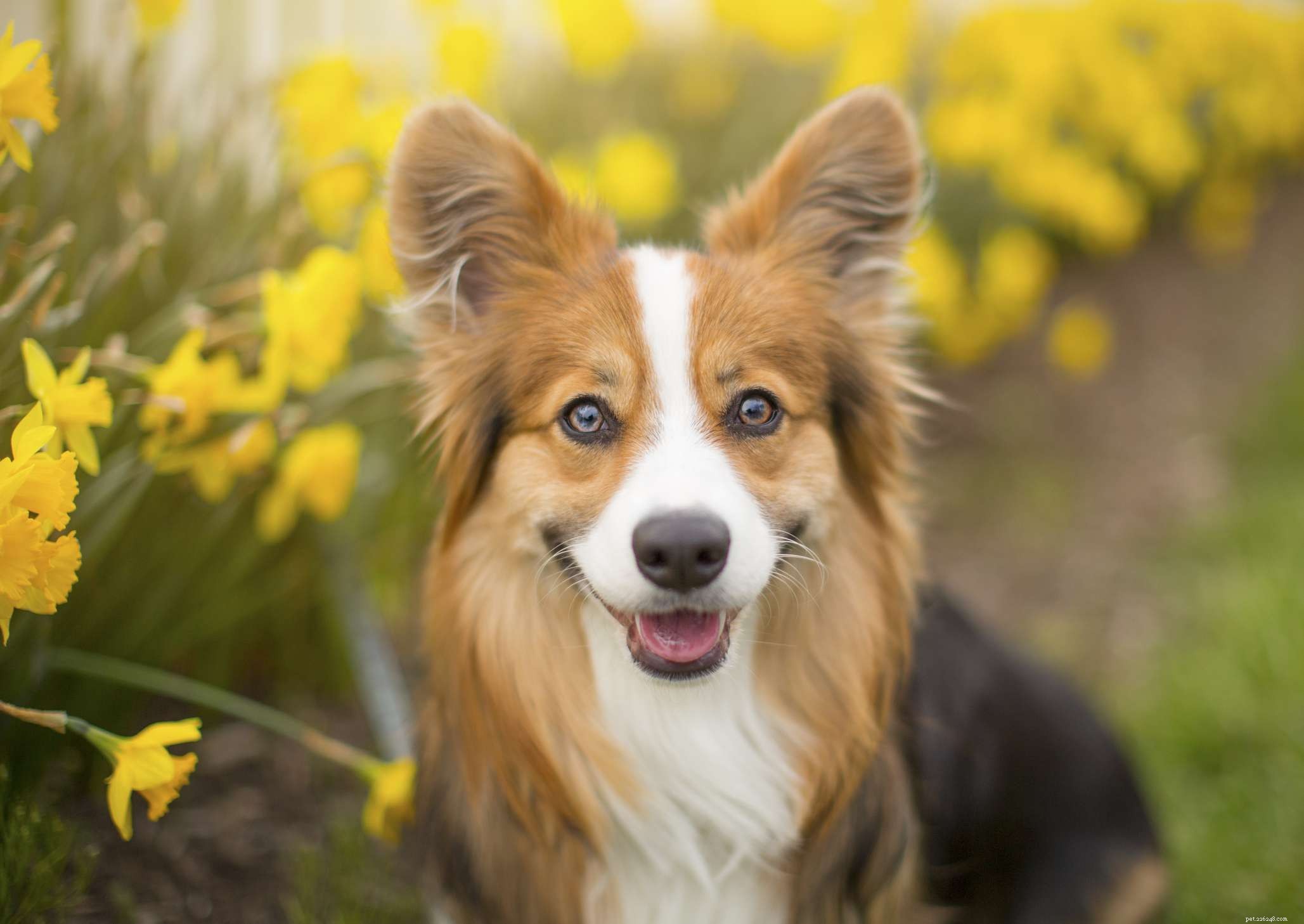 17 nomes de cães de flores