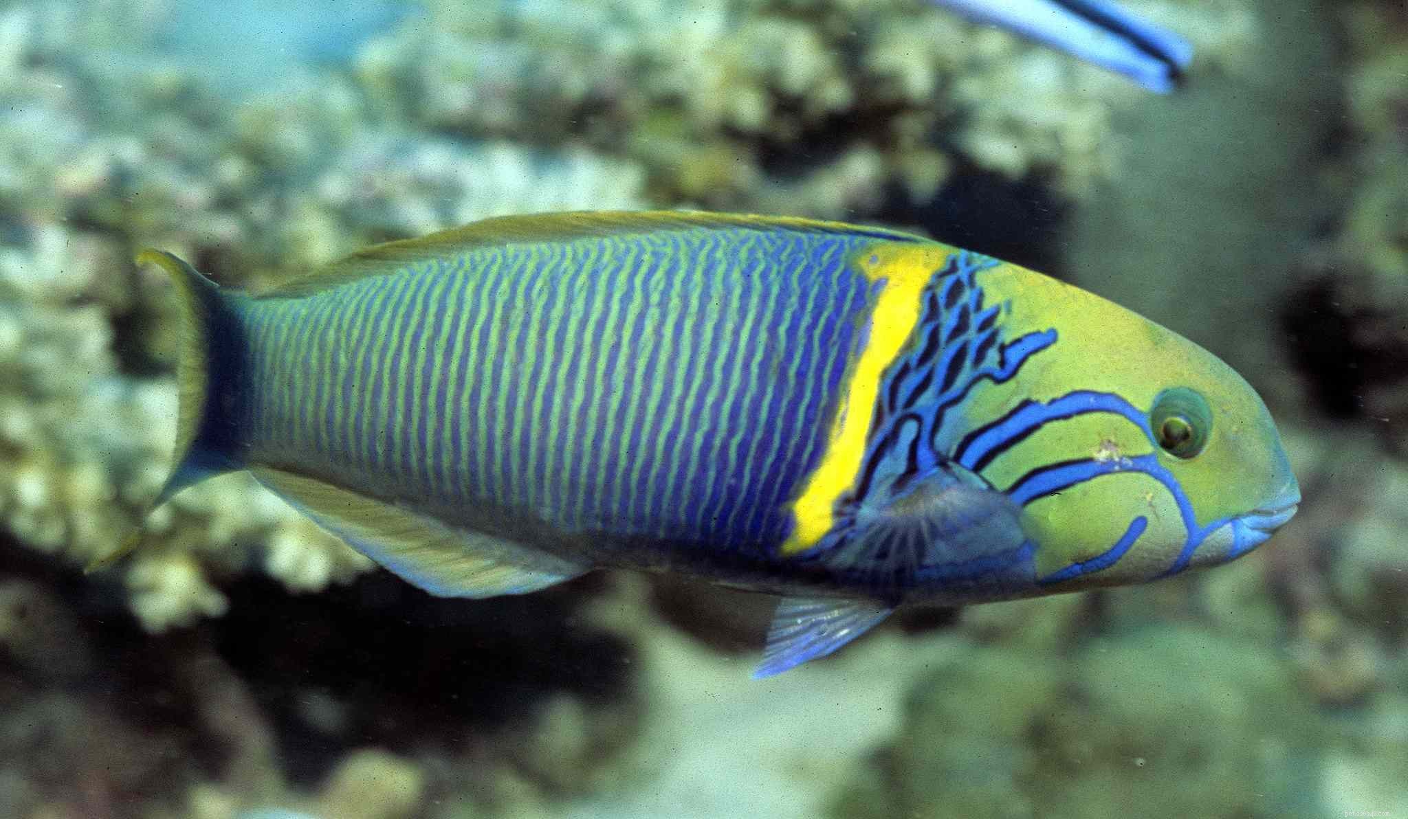 7 агрессивных морских рыб