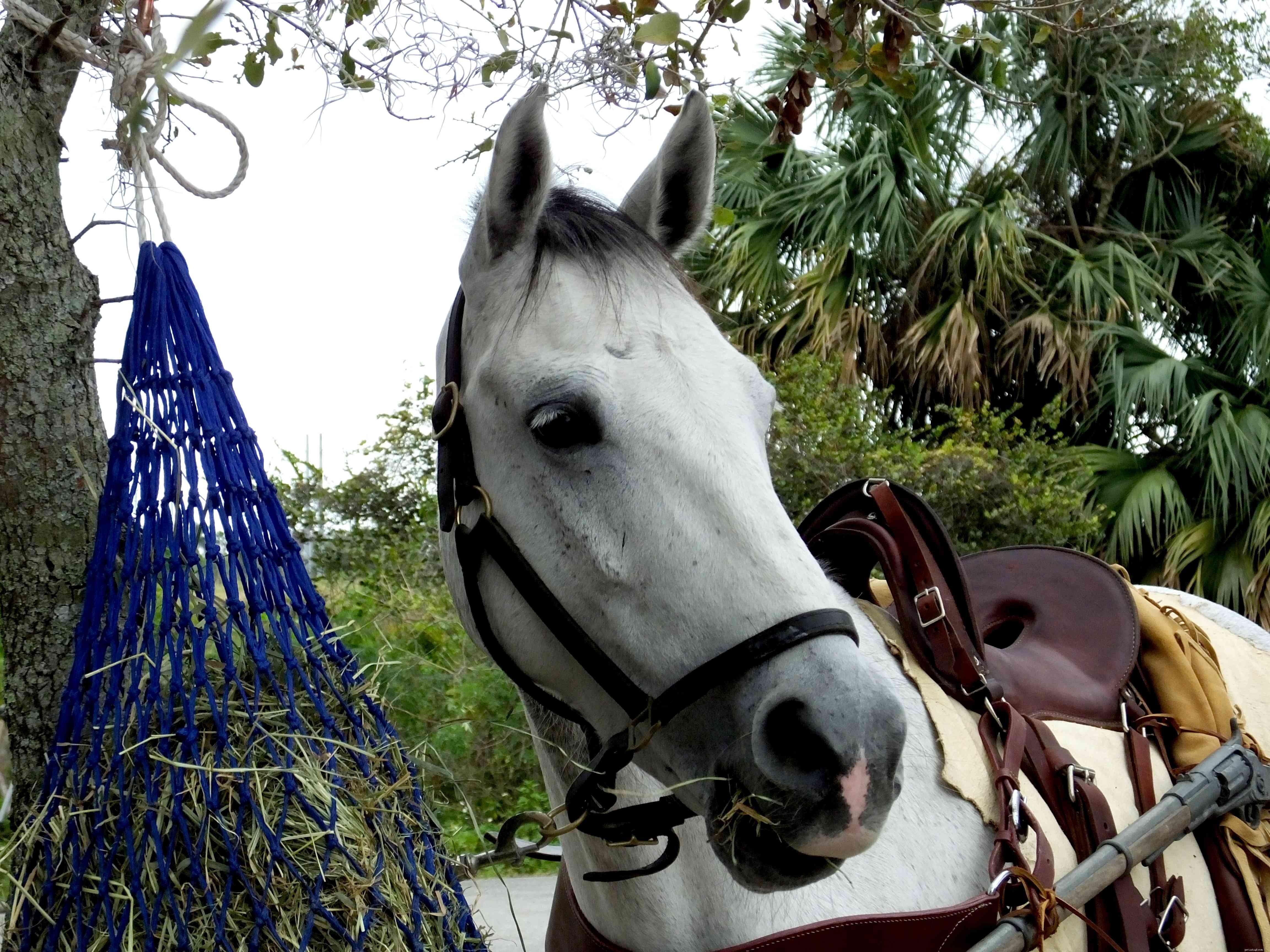 Флоридская крекерная лошадь:профиль породы