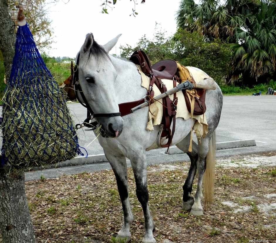 Флоридская крекерная лошадь:профиль породы