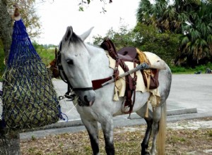 Cavalo Cracker da Flórida:Perfil da raça