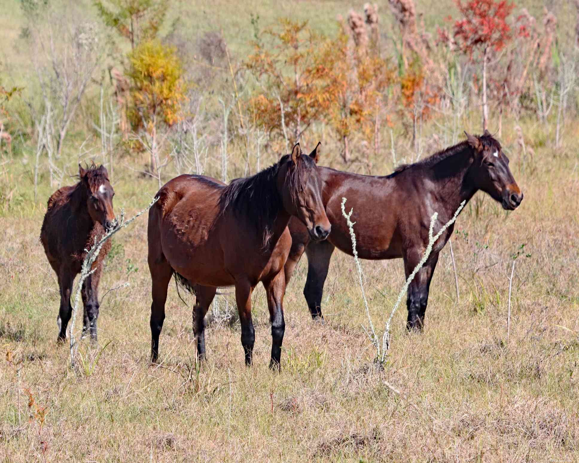 Florida Cracker Horse:Profil plemene