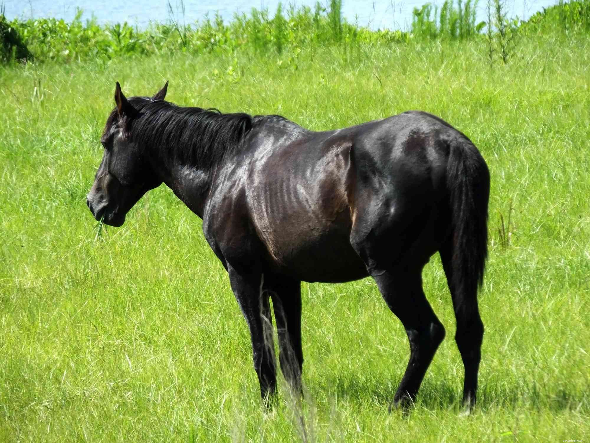 Florida Cracker Horse:profilo della razza