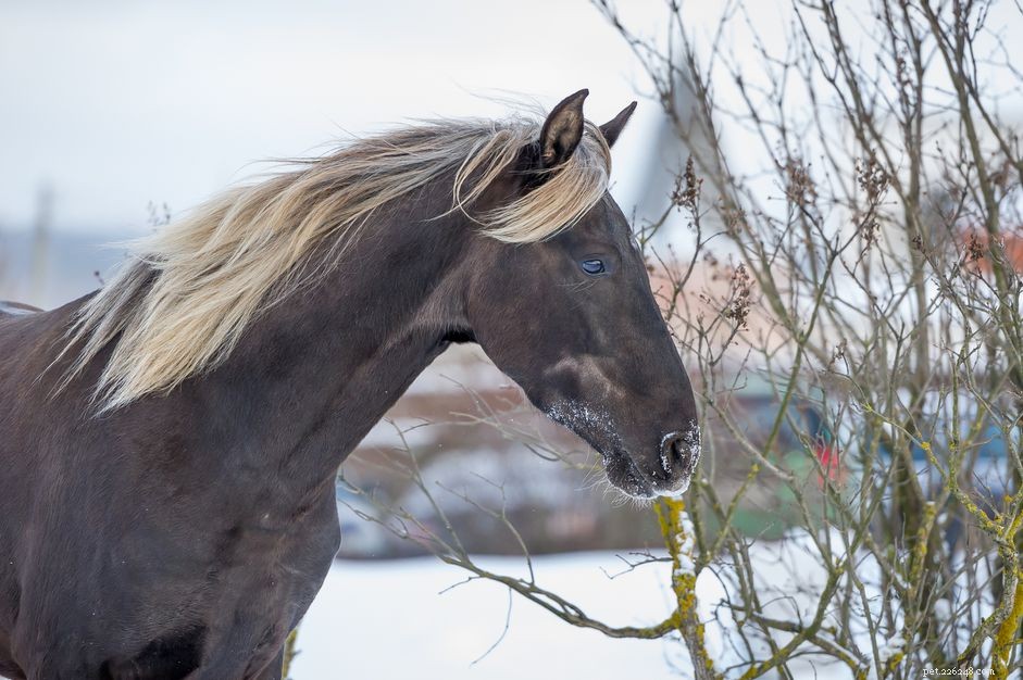 Rocky Mountain Horse:Rasprofiel