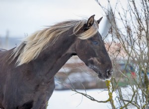 Лошадь Скалистых гор:профиль породы
