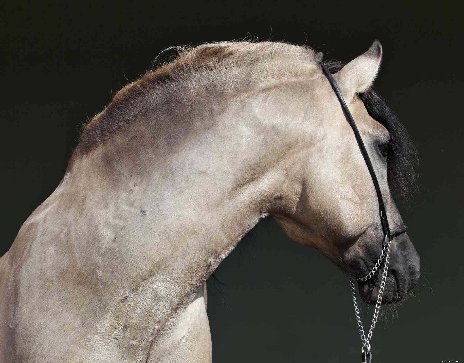 Cavallo di montagna rocciosa:profilo della razza