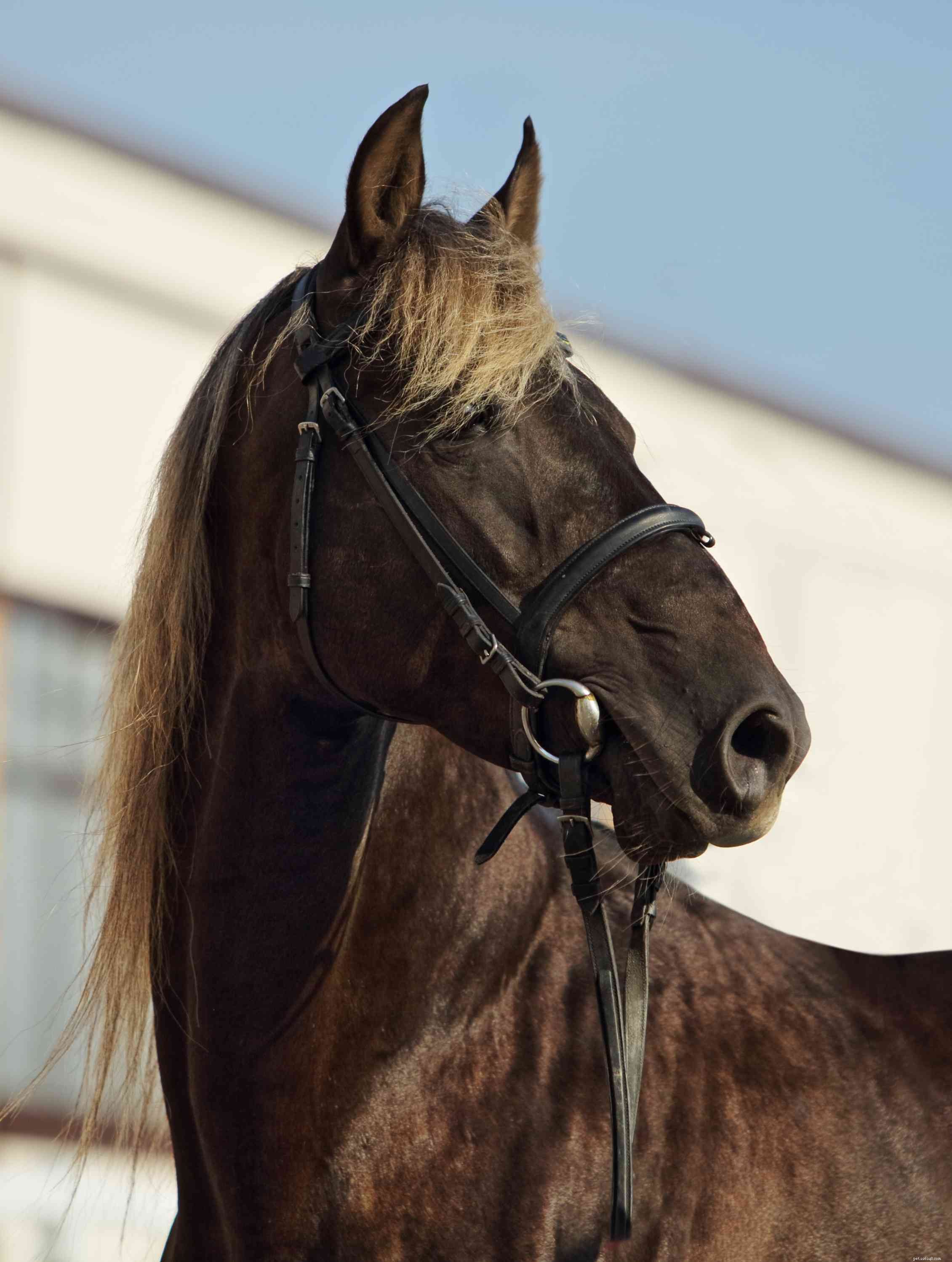 Cavallo di montagna rocciosa:profilo della razza