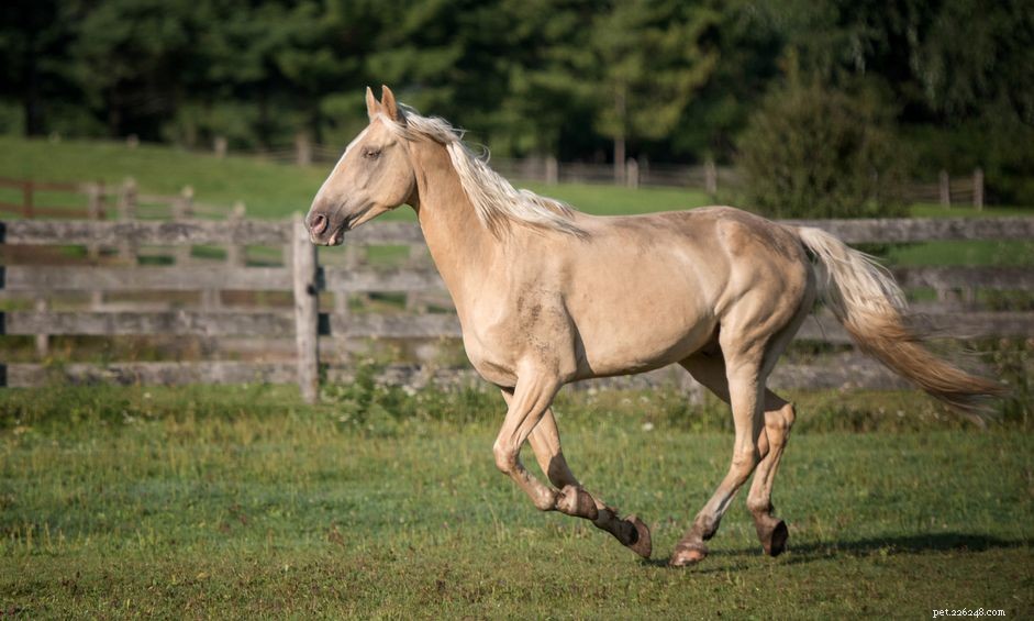Tennessee Walking Horse:Rasprofiel