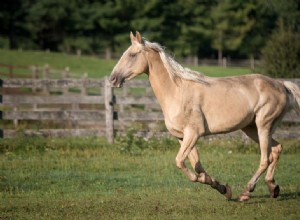Tennessee Walking Horse:profilo della razza