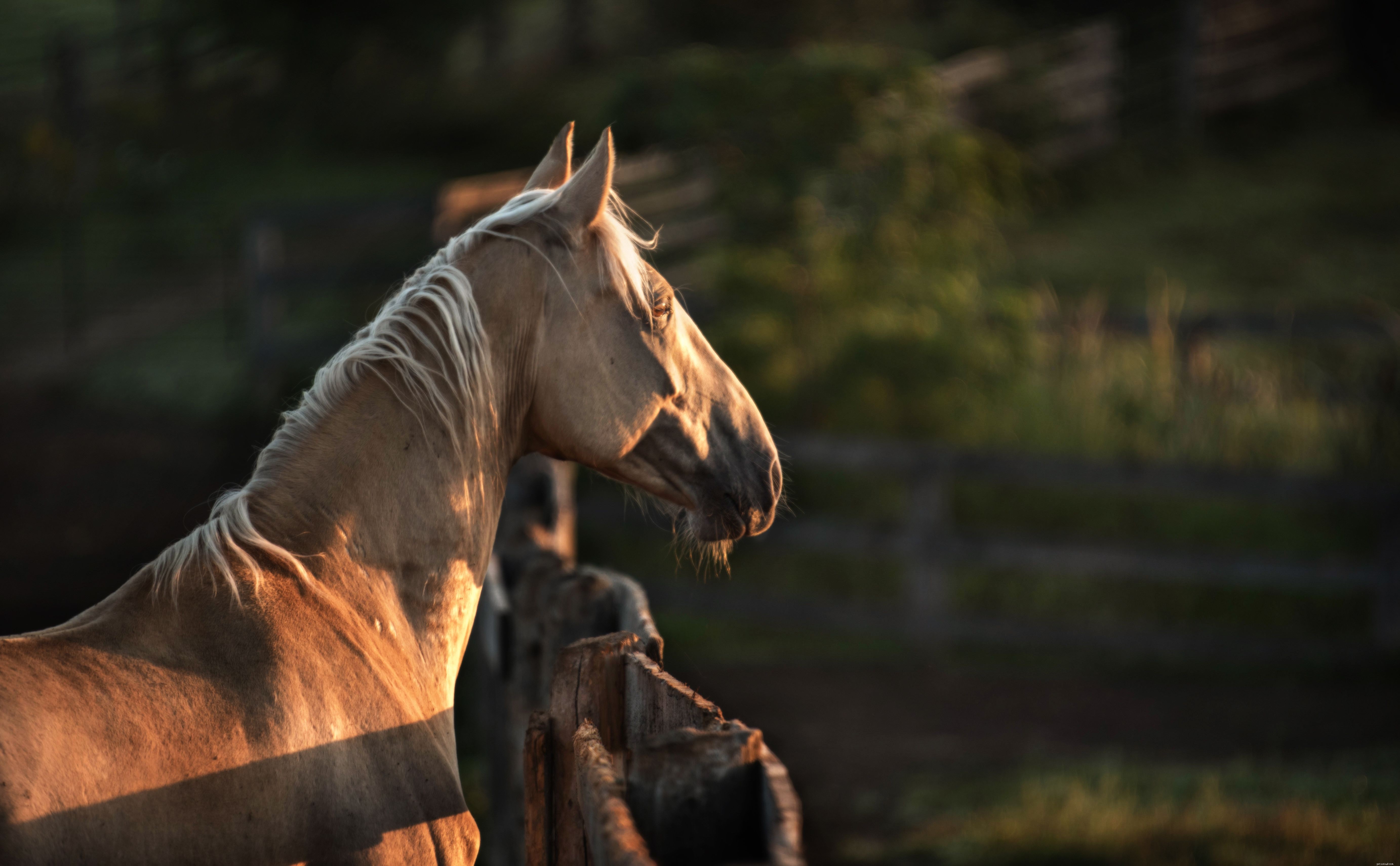 Tennessee Walking Horse:Rasprofiel