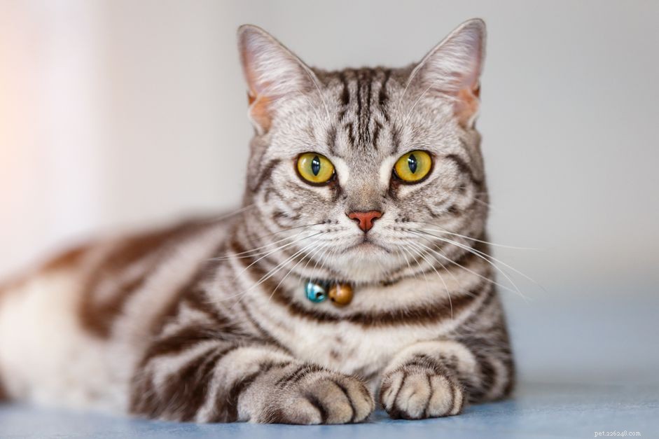 Американская короткошерстная:профиль породы кошек