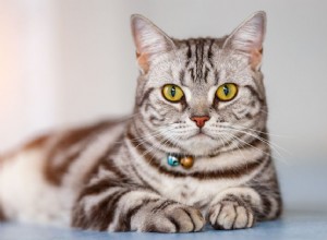 American Shorthair：Cat Breed Profile