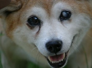 Как ухаживать за слепой собакой