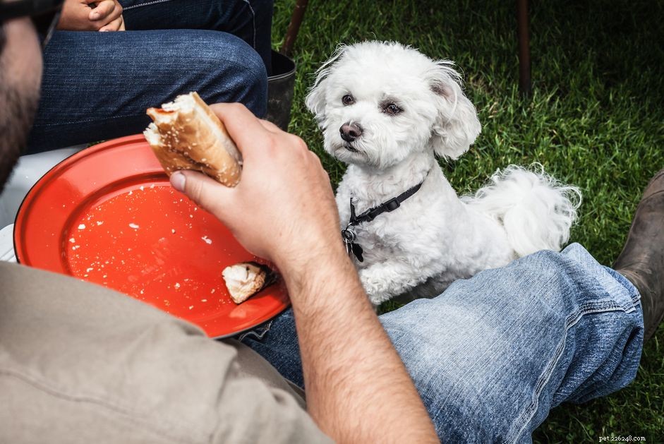 Могут ли собаки есть хот-доги?
