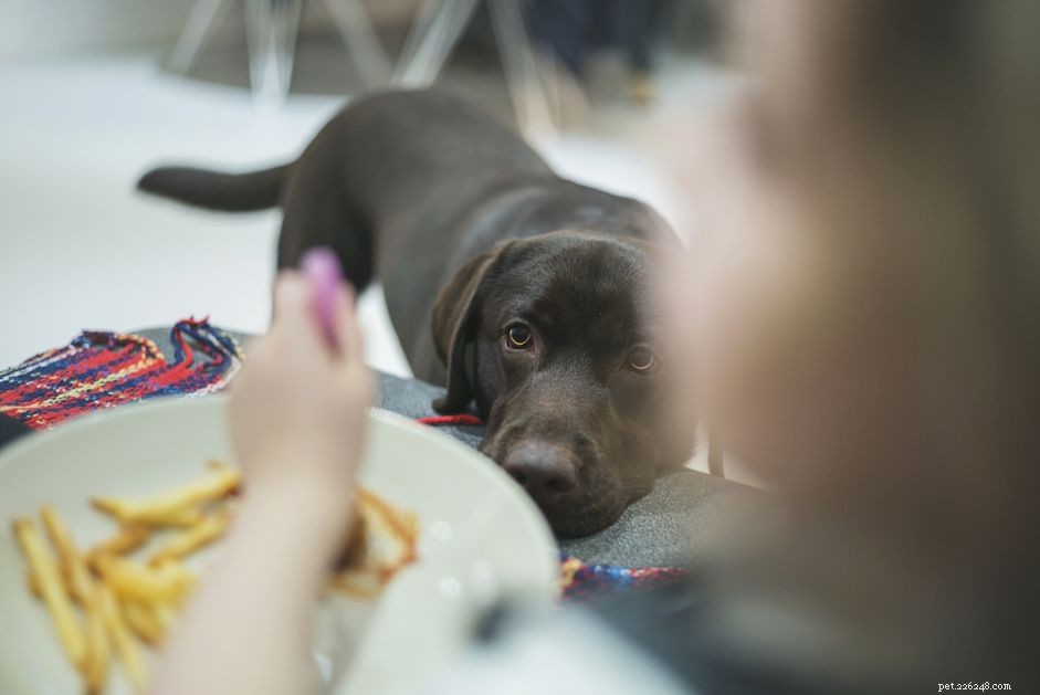 Les chiens peuvent-ils manger des pommes de terre ?