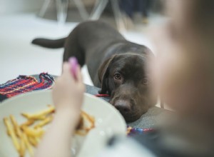 개도 감자를 먹을 수 있습니까?