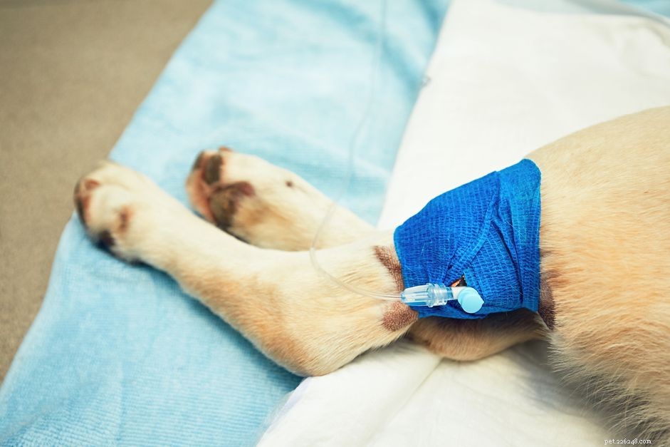 Como cuidar de um cão após uma cirurgia na perna