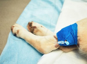 脚の手術後の犬の世話をする方法 