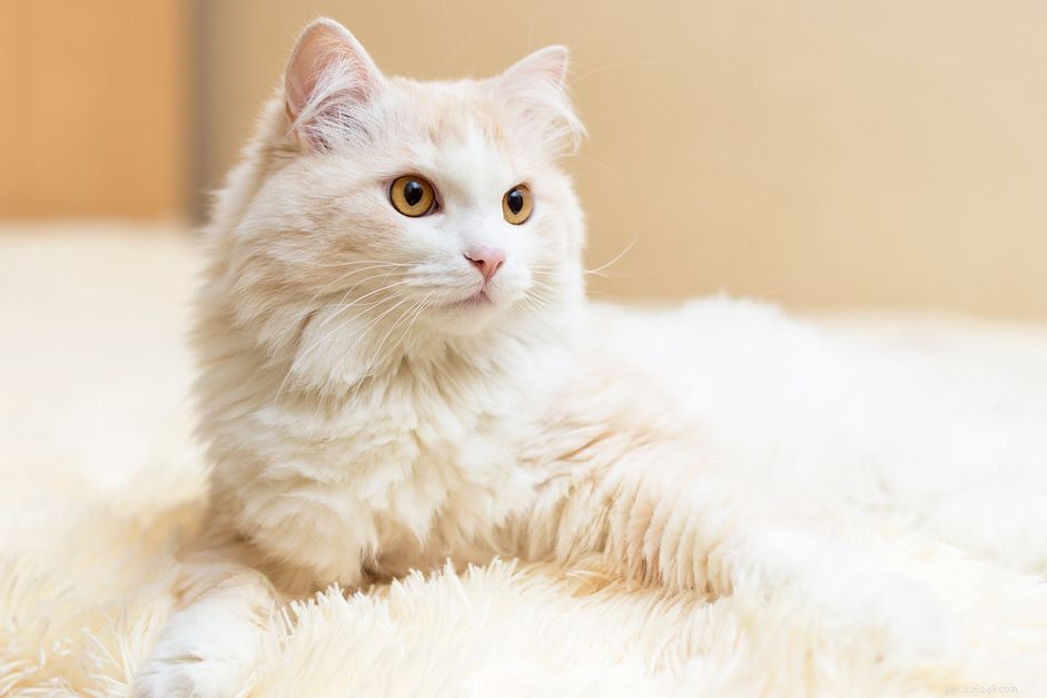Турецкая ангора:Профиль породы кошек