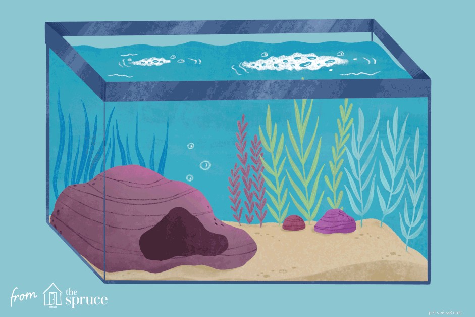 Bubblor på akvarievatten:orsaker och botemedel
