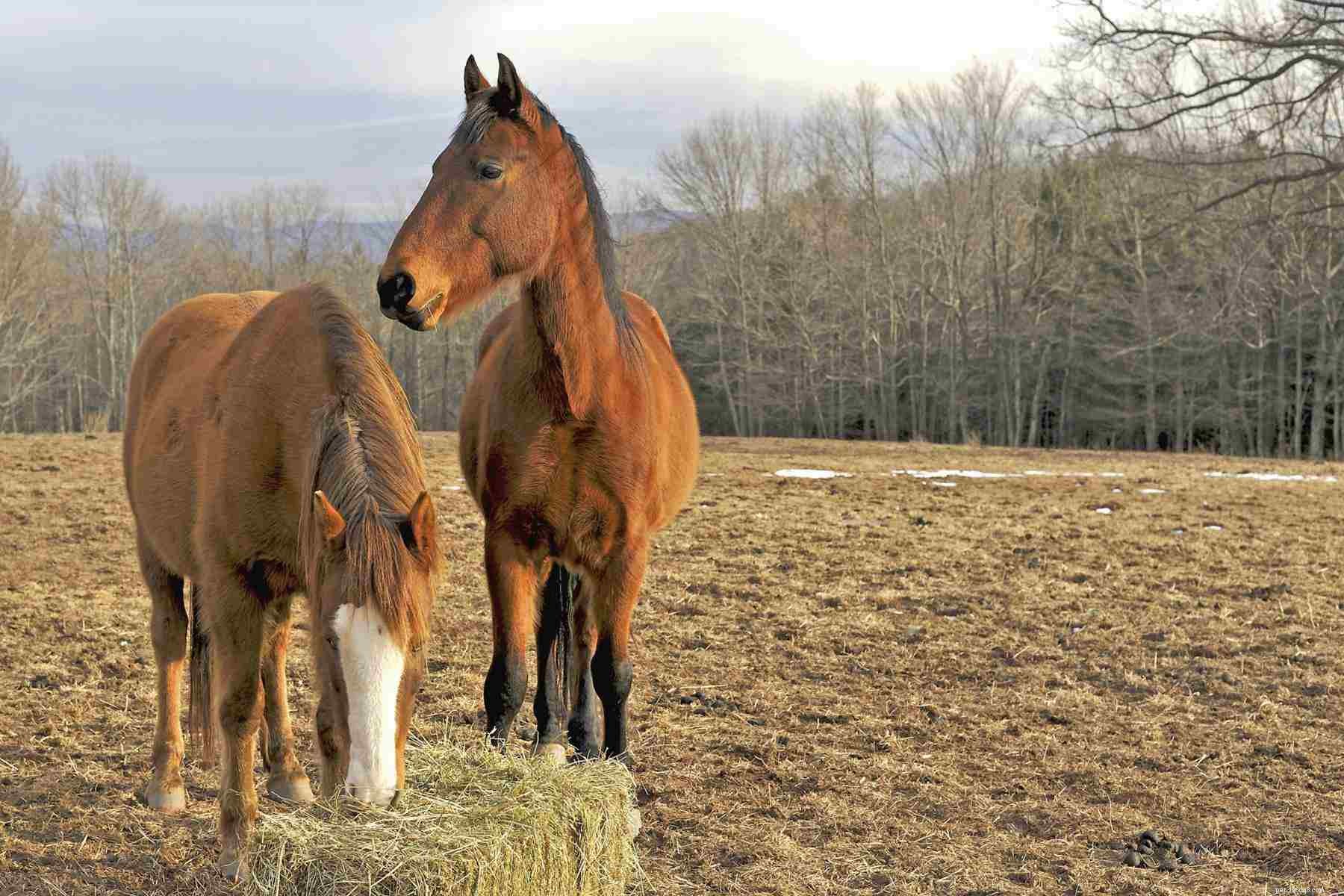 10 veelgemaakte fouten bij het voeren van paarden