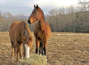 10 erreurs courantes d alimentation des chevaux
