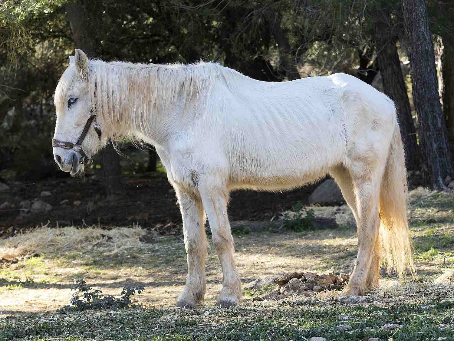 10 veelgemaakte fouten bij het voeren van paarden