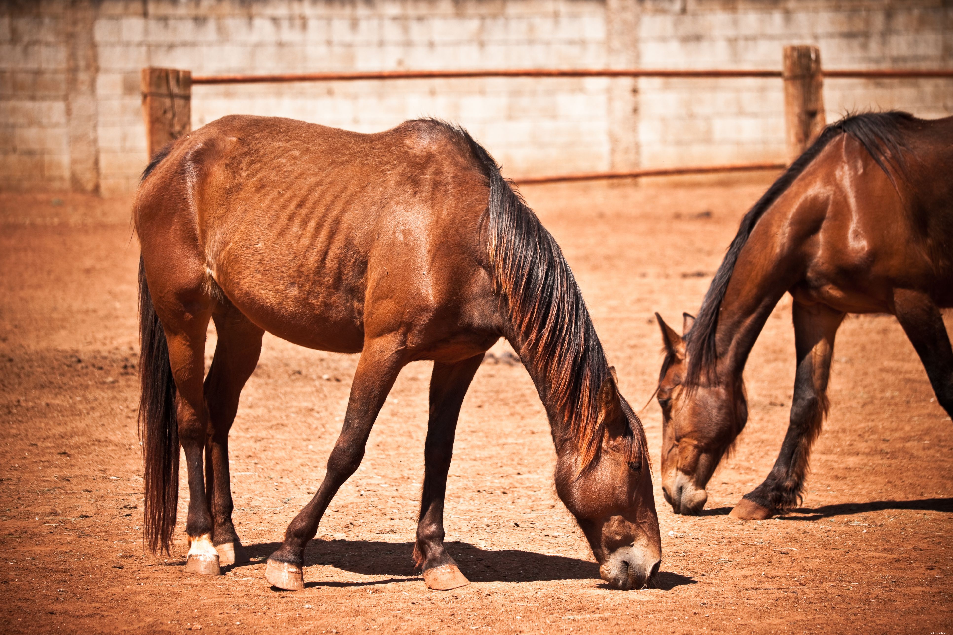 10 erros comuns na alimentação de cavalos