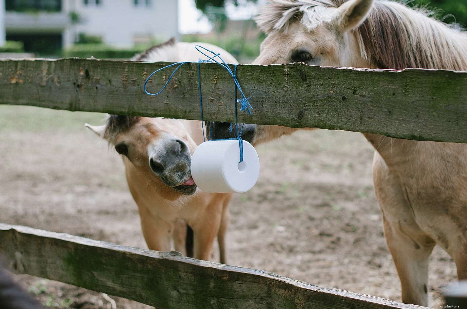 말에게 먹이를 주는 일반적인 실수 10가지