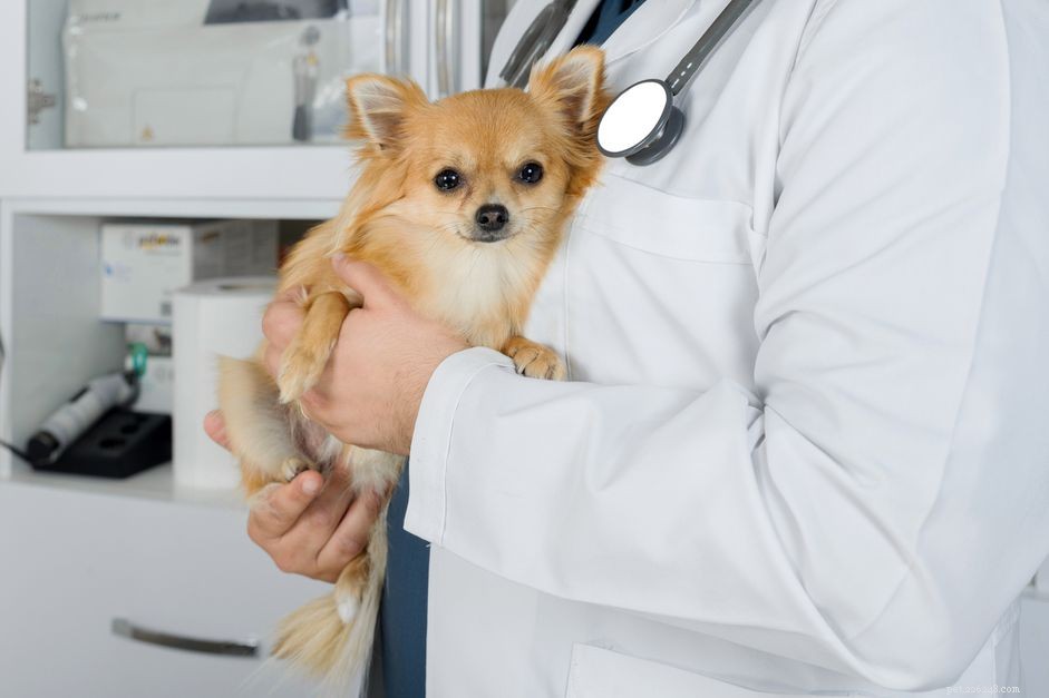Lägg-kalv-Perthes sjukdom hos hundar